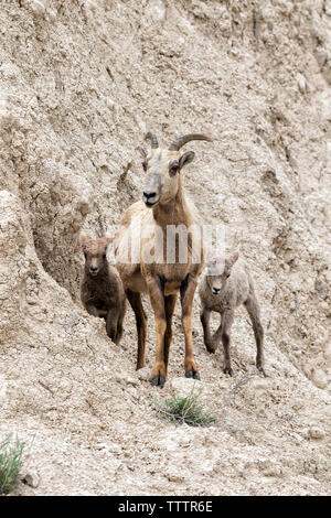 Female of  bighorn sheep (Ovis canadensis) with two lambs at the cliff of Badlands National Park, South Dakota, USA Stock Photo