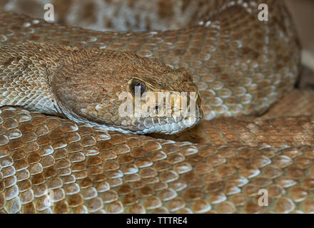 Red diamond rattlesnake (Crotalus ruber) closeup Stock Photo