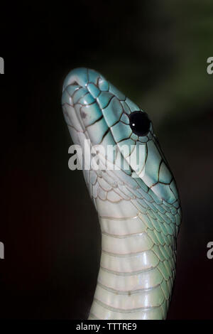 Jameson's mamba - Dendroaspis jamesoni Stock Photo - Alamy