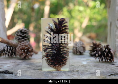 Casting resim pine cone Stock Photo