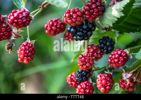 Cultivated blackberries at the Gardens on Green in Gainesville, Georgia. (USA) Stock Photo