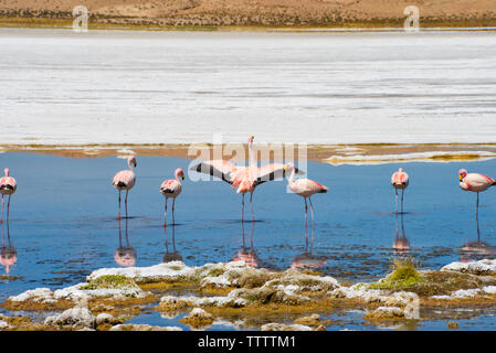 Flamingos in Laguna Canapa, Potosi Department, Bolivia Stock Photo