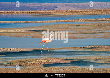 James Flamingo in Flamingo National Park, San Pedro de Atacama, Antofagasta Region, Chile Stock Photo