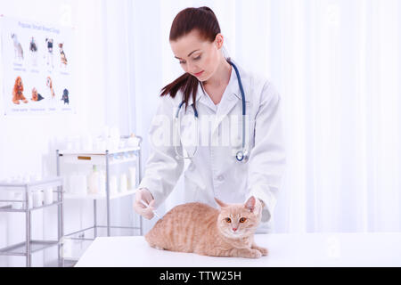 Pretty young veterinarian giving injection to red cat Stock Photo