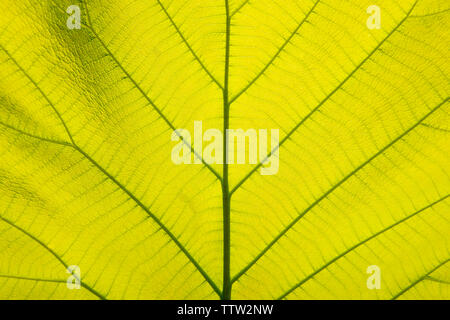 Close-up pattern, light green leaves, golden teak leaves Stock Photo