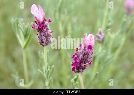 Lavandula stoechas 'Kew Red' also known as Kew Red spanish lavender Stock Photo