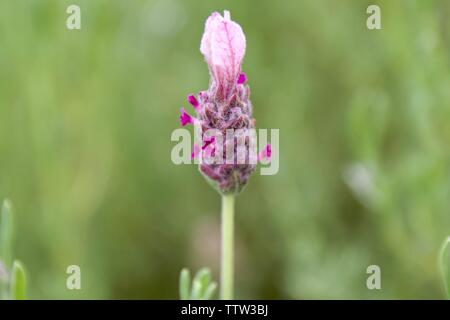 Lavandula stoechas 'Kew Red' also known as Kew Red spanish lavender Stock Photo