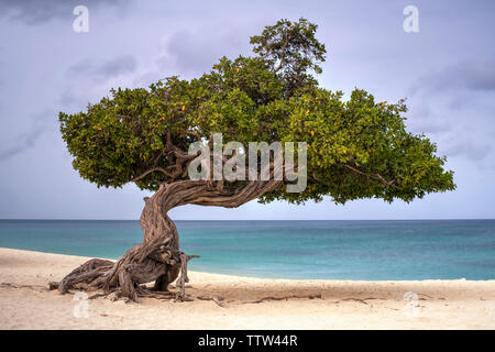 Divi-Divi Tree on Eagle Beach, Aruba Stock Photo
