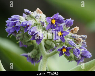 Solanum mauritianum, Wild Tobacco Bush weed, an invasive species plant aka  woolly nightshade, bugweed Stock Photo