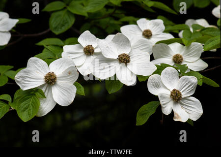 Pacific dogwood (Cornus nuttallii) growing wild in Oregon's Cascade Range. Stock Photo