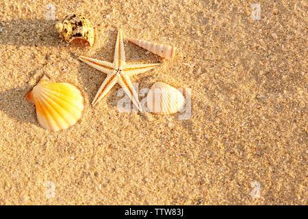 Sea shells and starfish on sand, close up view Stock Photo