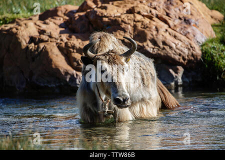 On the way to Nam Tso Lake, TIBET / CHINA - August 2, 2018: White-brown yak with long wild fur taking a bath in a river. Tibetan wilderness, nature. Stock Photo