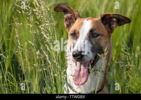 close up portrait of brown and white spanish Podenco dog in field Stock Photo