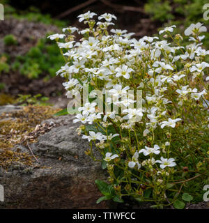 Saxifrage arendsii in Rockery Stock Photo