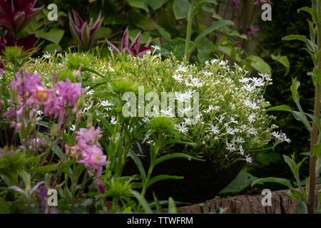 Phlox subulata Snowflake Stock Photo