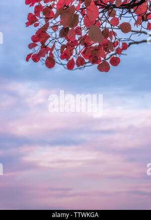 Photographed in Xiangyu Forest Park, Qinling Stock Photo