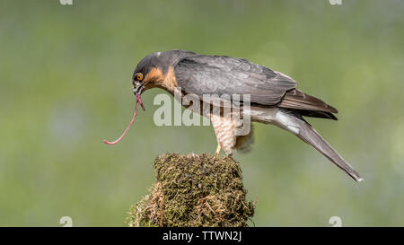 A male sparrowhawk perched on the top of an old tree trunk feeding and the  intestines of the prey is in its beak Stock Photo