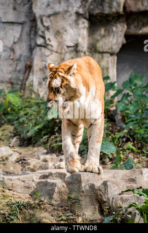 Guangzhou Changlong Safari Park Stock Photo - Alamy