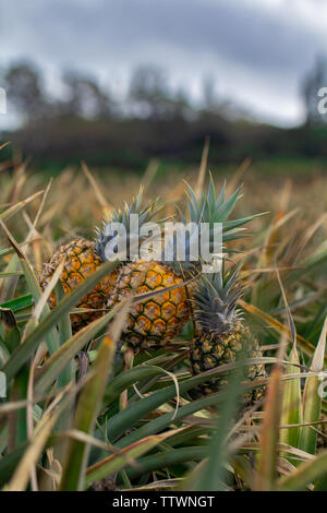 Pineapples growing in the field. Ready to be picked and eaten. Stock Photo