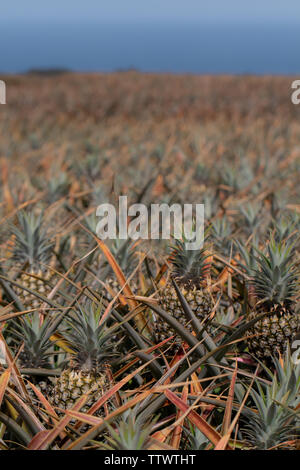 Pineapples growing in the field. Ready to be picked and eaten. Stock Photo