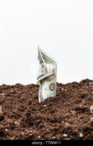 American dollars grow from the ground Stock Photo