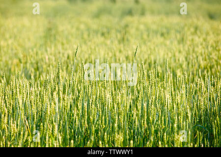 Wheat crop in a field Stock Photo