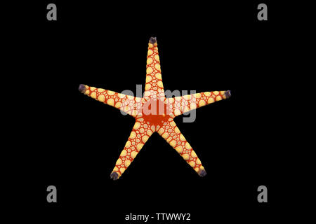 Close up of a star fish Stock Photo