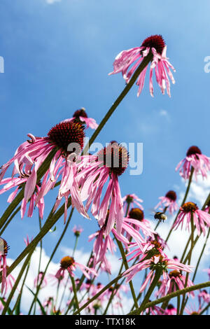 Echinacea simulata, Glade Coneflower blue sky Stock Photo