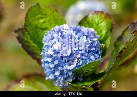 Close up on Mophead Hydrangea growing in the field on the island of Maui Stock Photo
