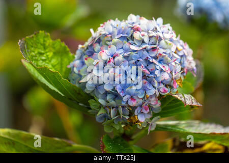 Close up on Mophead Hydrangea growing in the field on the island of Maui Stock Photo