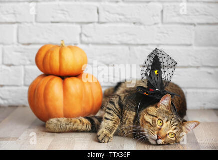 Cute tabby cat with witch hat and pumpkins near brick wall. Halloween concept Stock Photo