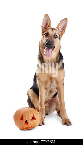 Cute shepherd dog with Halloween pumpkin on white background Stock Photo