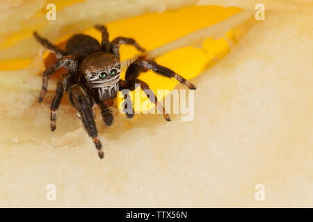 Jumping spider on a chopped apple Stock Photo