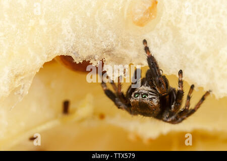 Jumping spider on a chopped apple Stock Photo