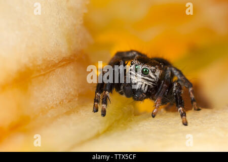 Jumping spider on a chopped apple Stock Photo
