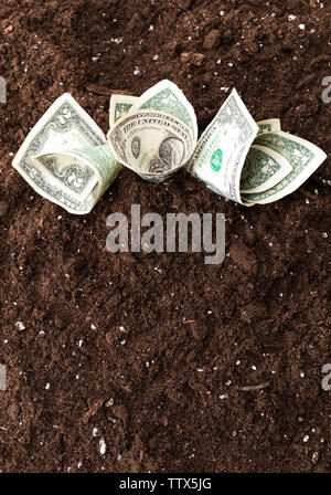 American dollars grow from the ground Stock Photo