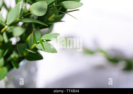 Green eucalyptus branch, closeup Stock Photo