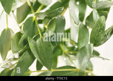 Green eucalyptus branches in water Stock Photo