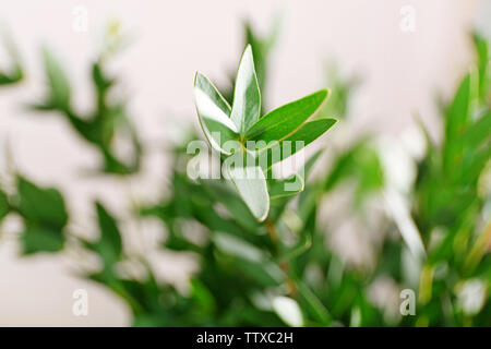 Green eucalyptus branch, closeup Stock Photo