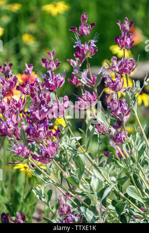Salvia pachyphylla, Mojave sage Stock Photo