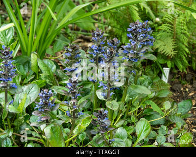Ajuga Catlins Giant covering the ground in a shady border Stock Photo