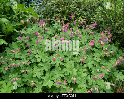 A plant of Geranium macrorrhizum Czakor in flower showing the deep pink flowers Stock Photo