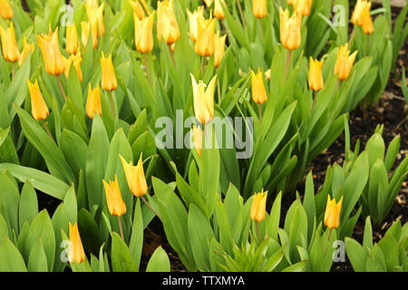 A Multitude of Yellow Tulips Growing Stock Photo