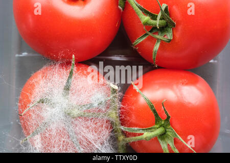 Download Tomatoes In A Plastic Tray From A Supermarket With One Growing Fungus Which Would Infect The Others If Not Separated Stock Photo Alamy Yellowimages Mockups