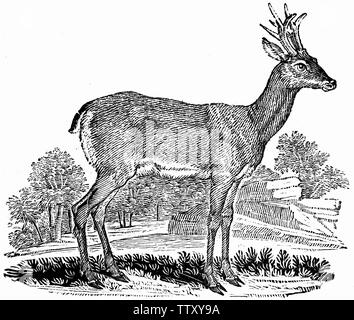 Wood cut engraved illustration, taken from 'Thomas Bewick 'A General History of Quadrupeds'. Stock Photo