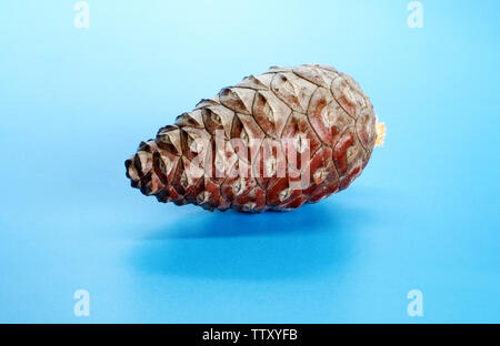 Beautiful Christmas gift decoration pine cone isolated on blue shining background with copy space. Merry Christmas and Happy New Year greeting card Stock Photo
