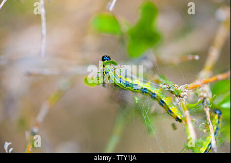 Closeup of box tree moth caterpillar on green leaves and white cobwebs, taken with shallow depth field. Stock Photo
