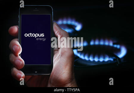 A man looking at the website logo for energy company Octopus Energy on his phone in front of his gas cooker (editorial use only) Stock Photo