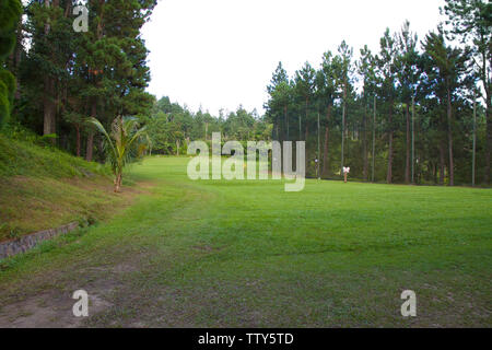 Trees in a golf course Stock Photo