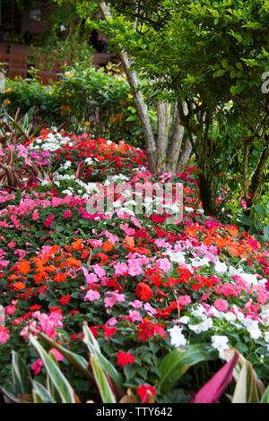 Colourful flowers in a lawn, Malaysia Stock Photo